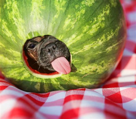 But before serving your baby a slice, there are a few things you should know about feeding. Can Dogs Eat Watermelon? Let's Find Out