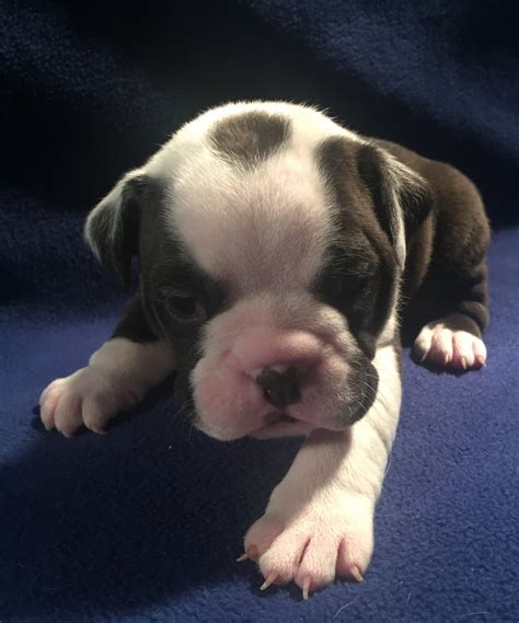 Old English Bulldog Puppies For Sale Bellville Oh 260714
