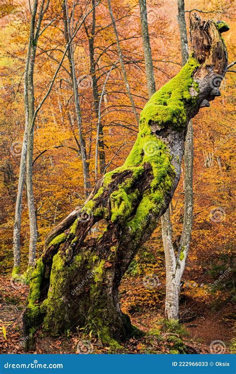Rotten Tree In Autumn Forest With Moss And Little Mashrooms Stock Image