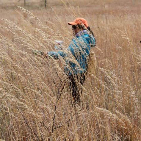 Seed Harvesting From One Of Ontarios Rarest Ecosystems The Tallgrass Prairie Kawartha Land Trust