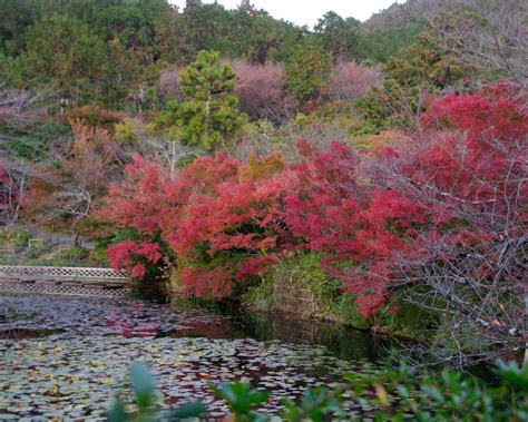 Ryoan Ji Zen Rock Garden Gardensonline