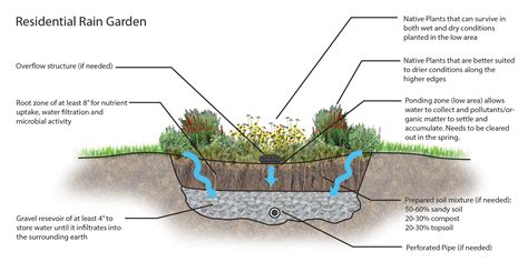 Rain gardens help manage stormwater that runs off roofs, driveways and other surfaces. Rain Gardens