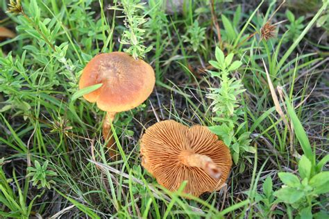 A Few Florida Mushrooms Mushroom Hunting And