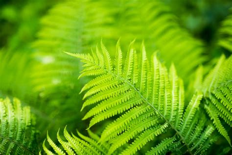 For having two individual living stages in ferns, the sporophyte phase is dominant, so their roots are adventitious. Ostrich Fern | Direct Native Plants - MD, DE, PA, VA