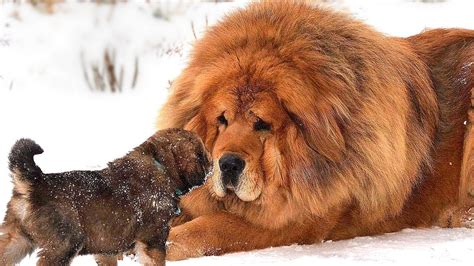 Worlds Most Expensive Dog Breeds That Only The Rich Can