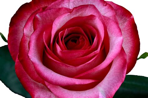 Carousel Pink Roses Pack Of 100 Stems