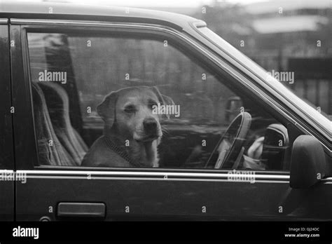 Dog Driving Car Glasgow 1992 Stock Photo Alamy