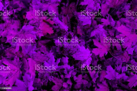 Purple Autumn Leaves Texture Background Stock Photo Download Image
