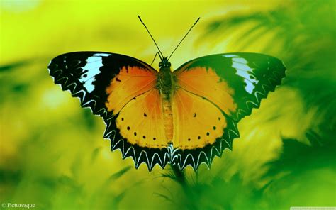 Beautiful Butterfly Hd Wallpapers Wallpaper Cave