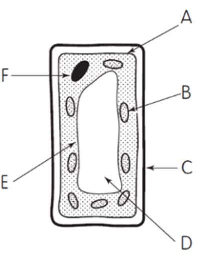 Maybe you would like to learn more about one of these? Cells & Reproduction Week 3 - S1 Science Homework