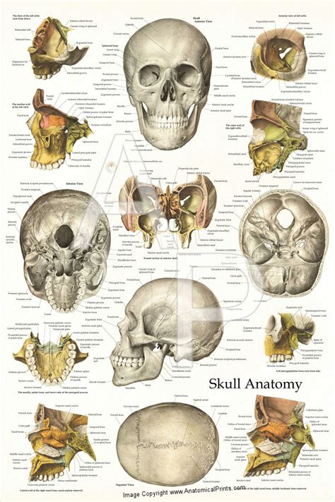 Learn about bones of the head with free interactive flashcards. Human Skull Anatomy Poster 24 x 36