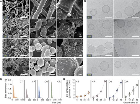 A Common Vesicle Proteome Drives Fungal Biofilm Development Pnas