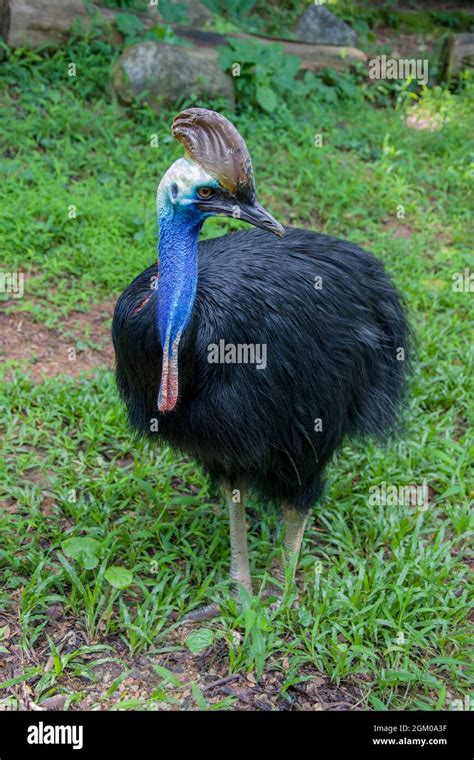 Southern Cassowary Is A Large Flightless Black Bird It Is One Of The