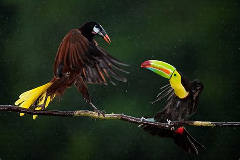The Colorful Beak Of Toucan Bird