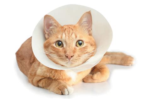 The Different Types Of Elizabethan Collars Or E Collars For Cats Catster