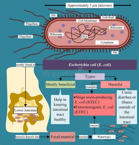 Escherichia Coli E Coli A Brief Introduction To The Bacterium Stock