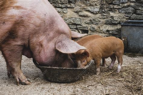 Tamworth Sow And Two Piglets Feeding Stock Image F0336722