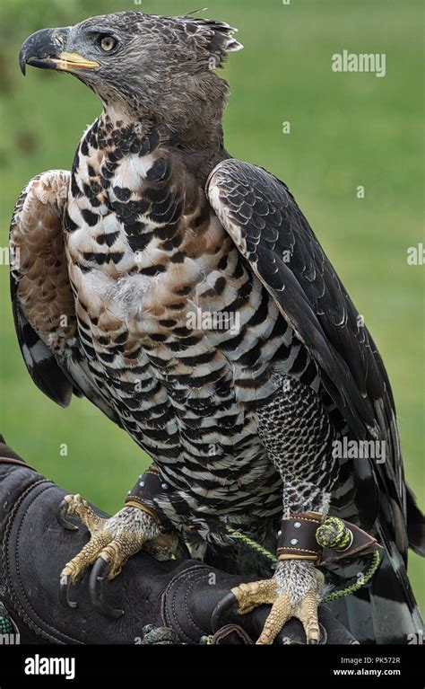 Crowned Hawk Eagle Displayed At A Falconry Exhibition Stock Photo Alamy