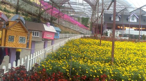 Introduction equatorial cameron highlands the only resort located at the peak, offers the finest view of cameron highlands. JALAN REBUNG : CUTI2 2013 : LAVENDER PARK , CAMERON HIGHLAND
