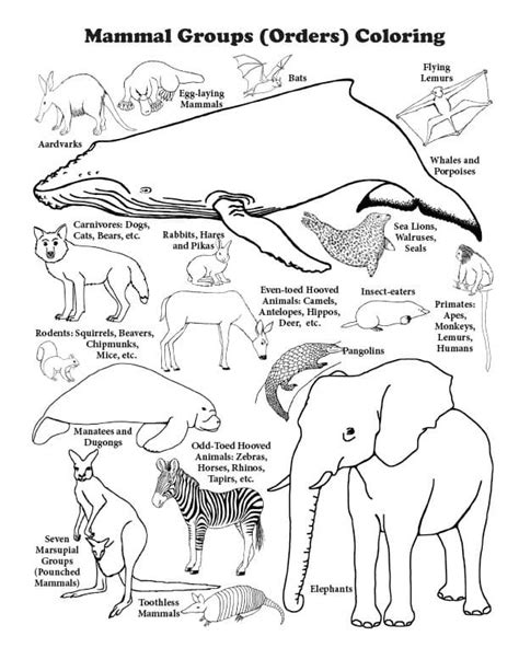 Desenhos De Cachorro Para Colorir Imprimir E Pintar Colorir Me