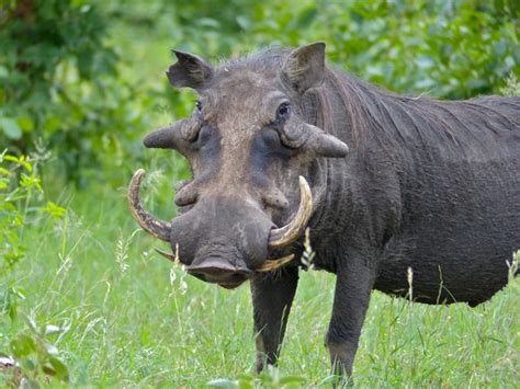 Warthog 13 Of The Ugliest Animals On The Planet Mnn