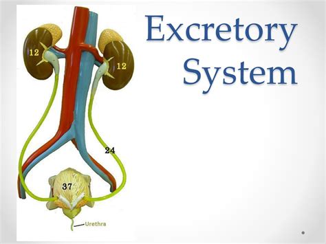 Ppt Excretory System Powerpoint Presentation Free Download Id410095