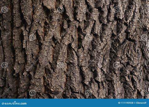 Rough Natural Texture Dark Brown Tree Bark Stock Photo Image Of Tree
