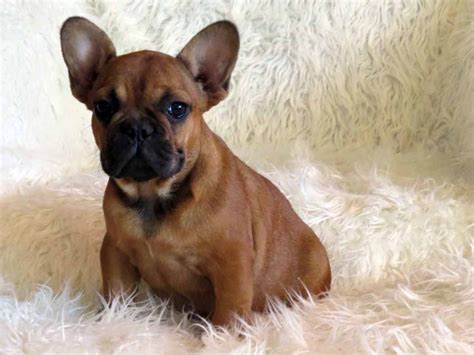 Visit us now to find at good dog, we focus on health and temperament, so while these dogs may look different than the breed standard, all breeders are screened to ensure. Chocolate French Bulldog Enjoying on Sofa - Dog Breeders Guide