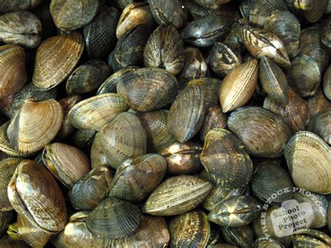 In addition, all trademarks and usage rights belong to the related institution. Clams, FREE Stock Photo, Image, Picture: Clam Shell ...