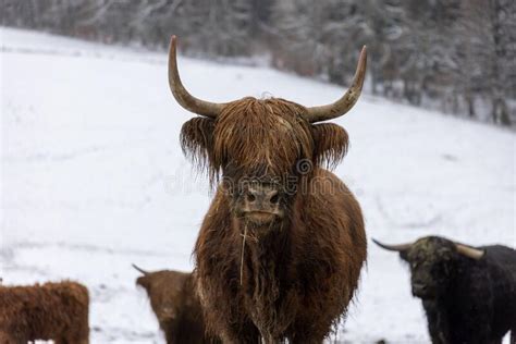108 Scottish Highland Cattle Portrait Black White Stock Photos Free