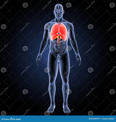 Cuore Ed Apparato Respiratorio Con La Vista Anteriore Degli Organi Illustrazione Di Stock