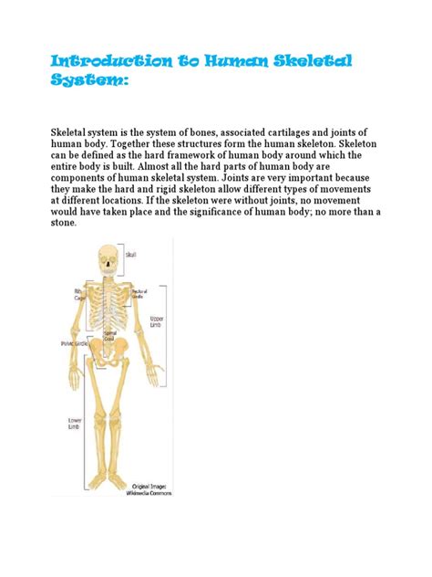 Introduction To Human Skeletal System Pdf Skeleton Skull