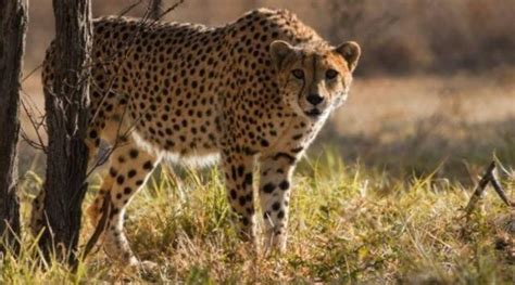 Cheetah Death Project Blames Mating Violence Experts Question Move To