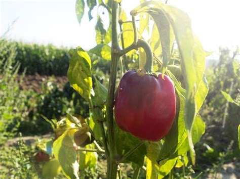 Bei paprika wird zum einen zwischen dem regulären gemüsepaprik Paprika anpflanzen: Tipps für Pflege und Ernte im Garten ...