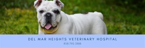 Del Mar Heights Veterinary Hospital 116 Reviews Veterinarians In