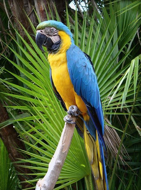 Blue And Gold Macaw Facts Care As Pets Price Pictures Singing