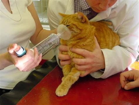 Treating Ketoacidosis In Cats Evelina Augustine