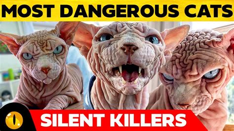 Top 10 Most Dangerous Cat Breeds Youtube