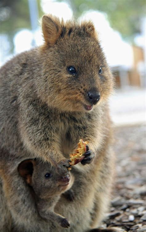 Quokkas have one baby at a time. Quokka and her baby. Native to the island of Rottnest near ...