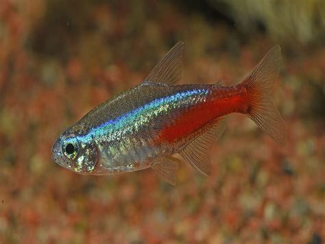 Neon Tetra Neon Fish Freshwater Fish Are The Most Common Pet In