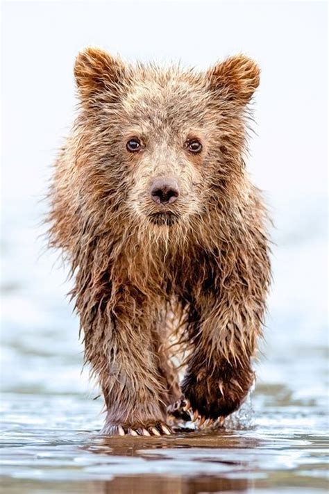 808 Best Grizzly Bears Images On Pinterest Wild Animals Cute