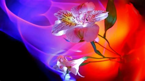 Abstract Beauty The Making Love Nature Flowers Hd