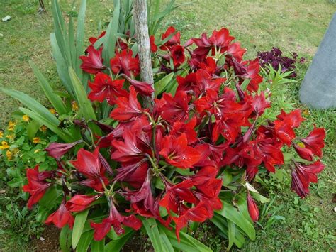 Dividing Outdoor Amaryllis - When To Split Amaryllis Plants In The Garden