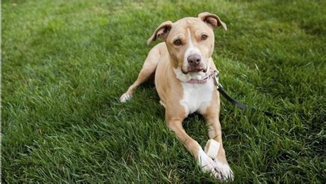 Hembra Pitbull Marron Y Blanco