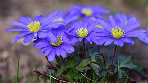 How To Plant Grow And Care For Anemone Flower Windflower