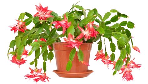 The berries, needles, and stems contain compounds that can make your dog mildly sick with vomiting or marijuana is poisonous to dogs, so it's important to note the difference between marijuana and cbd. Veterinary Practice: Are Christmas Cactus Poisonous To Pets