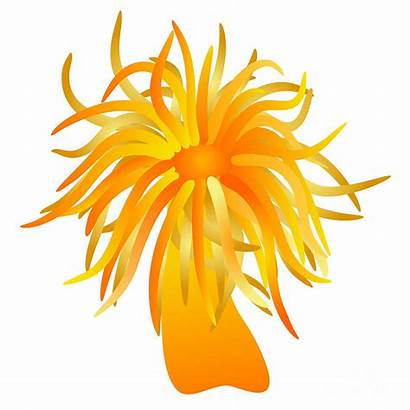 Anemone Sea Clipart Orange Flowers Vector Boubin