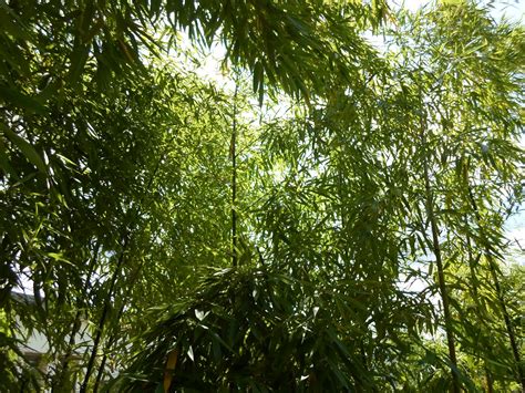 Bamboo Thatched Green Foliage Free Stock Photo Public Domain Pictures