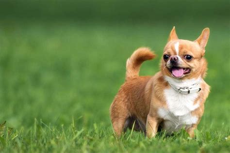 Chihuahua Information And Dog Breed Facts Pets Feed