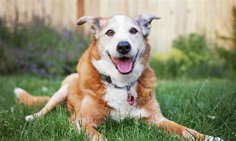 The easy calculation of dog's age. Senior Dogs: Their Happiness & Quality of Life